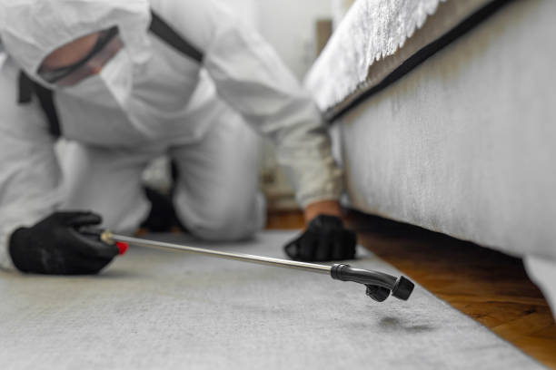 Professional Bed Bug Control technician working in Maywood, IL